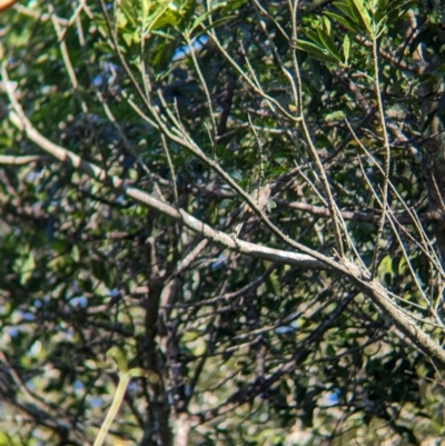 Meliphaga lewinii (Lewin's Honeyeater) at D'Aguilar National Park - 30 Nov 2023 by Darcy