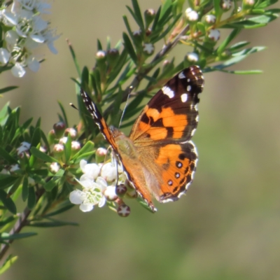 Vanessa kershawi (Australian Painted Lady) at Tuggeranong, ACT - 4 Dec 2023 by MatthewFrawley