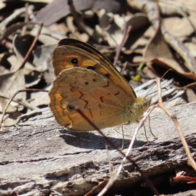 Heteronympha merope (Common Brown Butterfly) at Kambah, ACT - 4 Dec 2023 by MatthewFrawley