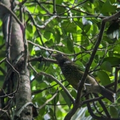 Ailuroedus crassirostris (Green Catbird) at D'Aguilar National Park - 1 Dec 2023 by Darcy