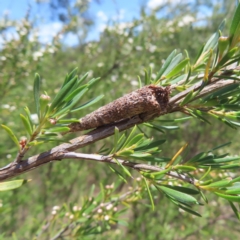 Lepidoscia (genus) IMMATURE (Unidentified Cone Case Moth larva, pupa, or case) at Mount Taylor - 4 Dec 2023 by MatthewFrawley