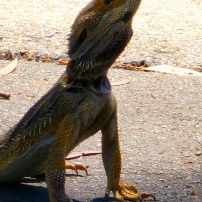 Pogona barbata (Eastern Bearded Dragon) at Red Hill Nature Reserve - 5 Dec 2023 by Steve818
