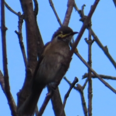 Caligavis chrysops (Yellow-faced Honeyeater) at Braidwood, NSW - 4 Dec 2023 by MatthewFrawley