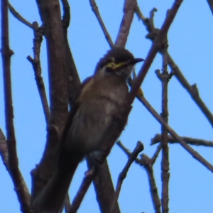 Caligavis chrysops at QPRC LGA - 4 Dec 2023