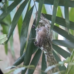 Gerygone mouki (Brown Gerygone) at D'Aguilar National Park - 30 Nov 2023 by Darcy