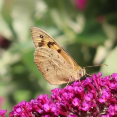 Heteronympha merope (Common Brown Butterfly) at QPRC LGA - 4 Dec 2023 by MatthewFrawley