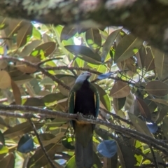 Ptilinopus magnificus (Wompoo Fruit-dove) at D'Aguilar National Park - 1 Dec 2023 by Darcy