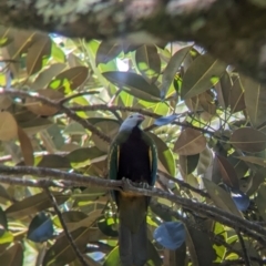 Ptilinopus magnificus (Wompoo Fruit-dove) at D'Aguilar National Park - 30 Nov 2023 by Darcy