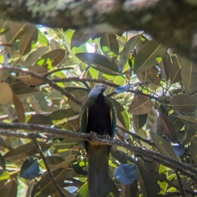 Ptilinopus magnificus (Wompoo Fruit-dove) at D'Aguilar National Park - 1 Dec 2023 by Darcy