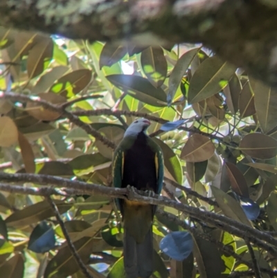 Ptilinopus magnificus (Wompoo Fruit-dove) at D'Aguilar National Park - 30 Nov 2023 by Darcy