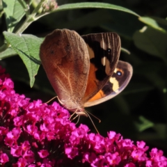Heteronympha merope (Common Brown Butterfly) at QPRC LGA - 4 Dec 2023 by MatthewFrawley