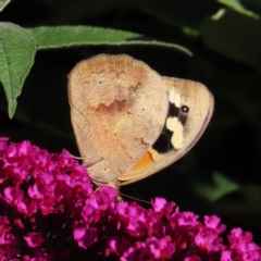 Heteronympha merope at QPRC LGA - 4 Dec 2023 05:19 PM