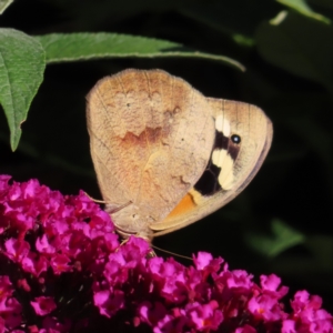 Heteronympha merope at QPRC LGA - 4 Dec 2023 05:19 PM