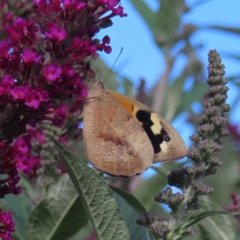 Heteronympha merope at QPRC LGA - 4 Dec 2023