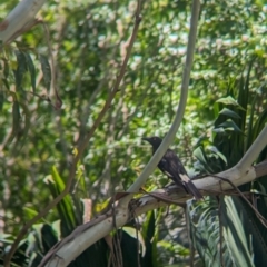 Strepera graculina (Pied Currawong) at Mount Glorious, QLD - 1 Dec 2023 by Darcy