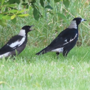 Gymnorhina tibicen at QPRC LGA - 4 Dec 2023