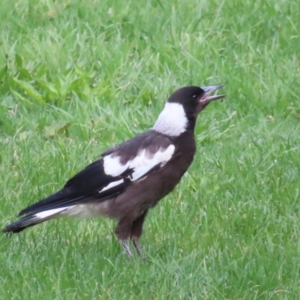 Gymnorhina tibicen at QPRC LGA - 4 Dec 2023