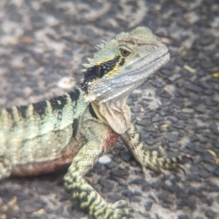 Unidentified Dragon at Brisbane Botantic Gardens Mt Coot-tha - 1 Dec 2023 by Darcy