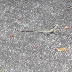 Intellagama lesueurii lesueurii at Brisbane Botantic Gardens Mt Coot-tha - 1 Dec 2023 02:56 PM