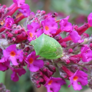 Cuspicona simplex at QPRC LGA - 4 Dec 2023 05:35 PM