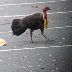 Alectura lathami (Australian Brush-turkey) at Mount Coot-Tha, QLD - 1 Dec 2023 by Darcy