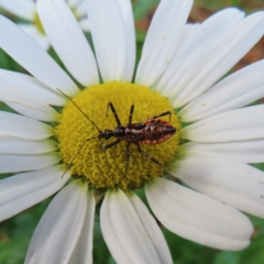 Pristhesancus plagipennis (Bee Killer Assassin Bug) at QPRC LGA - 4 Dec 2023 by MatthewFrawley