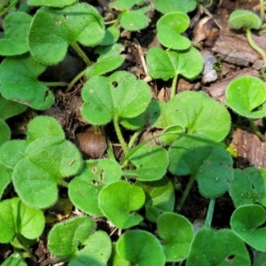 Dichondra repens at Lyneham, ACT - 5 Dec 2023 12:22 PM