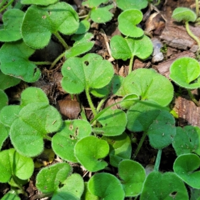 Dichondra repens (Kidney Weed) at Lyneham, ACT - 5 Dec 2023 by trevorpreston