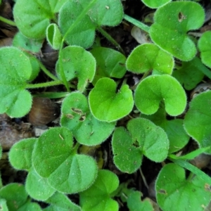 Dichondra repens at Lyneham, ACT - 5 Dec 2023 12:22 PM