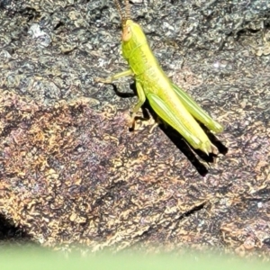 Acrididae sp. (family) at City Renewal Authority Area - 5 Dec 2023