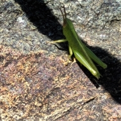 Acrididae sp. (family) at City Renewal Authority Area - 5 Dec 2023 12:19 PM