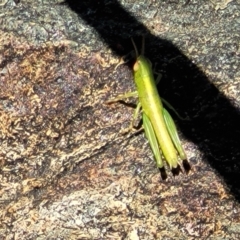 Acrididae sp. (family) at City Renewal Authority Area - 5 Dec 2023 12:19 PM