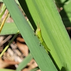 Acrididae sp. (family) at City Renewal Authority Area - 5 Dec 2023 12:19 PM