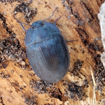 Pterohelaeus piceus (Pie-dish beetle) at Lyneham, ACT - 5 Dec 2023 by trevorpreston