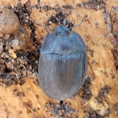 Pterohelaeus piceus at City Renewal Authority Area - 5 Dec 2023 12:11 PM