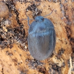 Pterohelaeus piceus at City Renewal Authority Area - 5 Dec 2023 12:11 PM