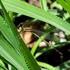 Zygoptera (suborder) (Damselfly) at Lyneham, ACT - 5 Dec 2023 by trevorpreston