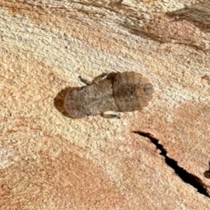 Ledromorpha planirostris at Deakin, ACT - 5 Dec 2023 09:51 AM