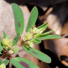 Euphorbia maculata (Eyebane) at Lyneham, ACT - 5 Dec 2023 by trevorpreston