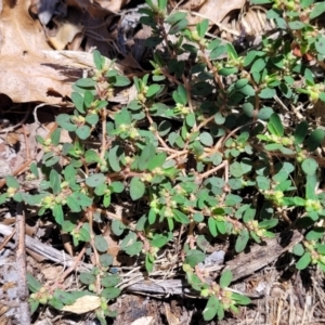 Euphorbia maculata at Sullivans Creek, Lyneham South - 5 Dec 2023 12:05 PM