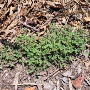 Euphorbia maculata at Sullivans Creek, Lyneham South - 5 Dec 2023 12:05 PM