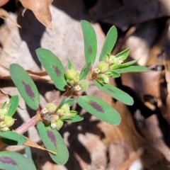 Euphorbia maculata at Sullivans Creek, Lyneham South - 5 Dec 2023 12:05 PM