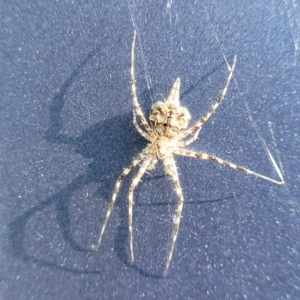 Tamopsis sp. (genus) at Holt, ACT - 5 Dec 2023