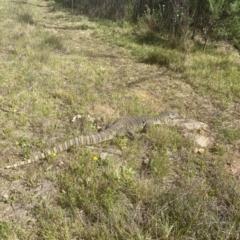 Varanus rosenbergi (Heath or Rosenberg's Monitor) at Namadgi National Park - 4 Dec 2023 by simonstratford