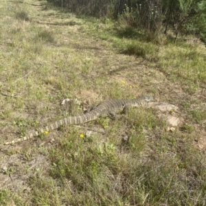 Varanus rosenbergi at Namadgi National Park - suppressed