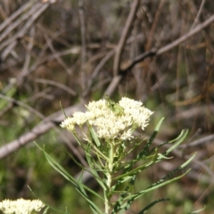 Chlorodectes sp. (genus) at Mount Taylor NR (MTN) - 5 Dec 2023