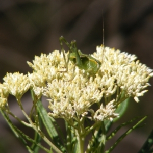 Chlorodectes sp. (genus) at Mount Taylor NR (MTN) - 5 Dec 2023