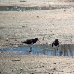 Haematopus longirostris (Australian Pied Oystercatcher) at Dunwich, QLD - 2 Dec 2023 by Darcy