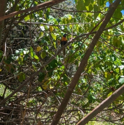 Trichoglossus moluccanus (Rainbow Lorikeet) at Point Lookout, QLD - 2 Dec 2023 by Darcy