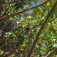 Trichoglossus moluccanus at Point Lookout, QLD - 2 Dec 2023 11:00 AM